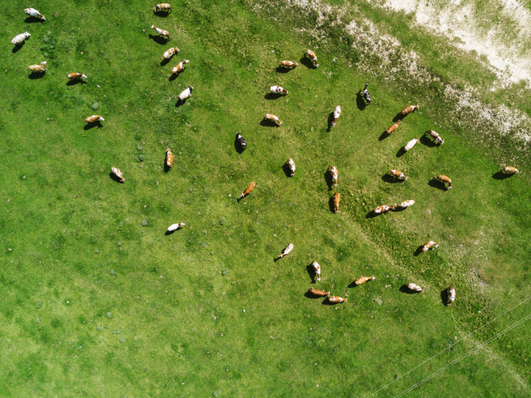 Aerial View Of Free-range Cattle Herd Grasing