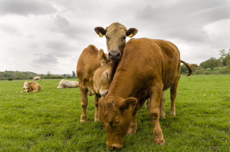 🐄 UK Cattle Prices Hold Steady Amid Global Market Pressures